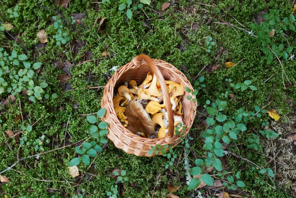 Photo Sautéed mushrooms